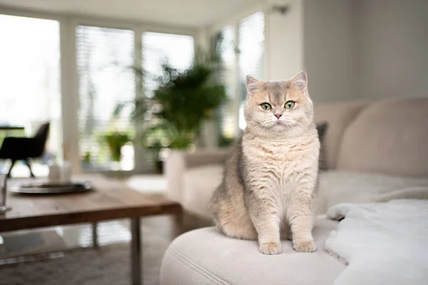 Fluffy british cat sitting on sofa in modern living room — стоковое фото