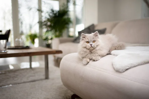 Fluffy british longhair cat resting on sofa lying on front — стоковое фото