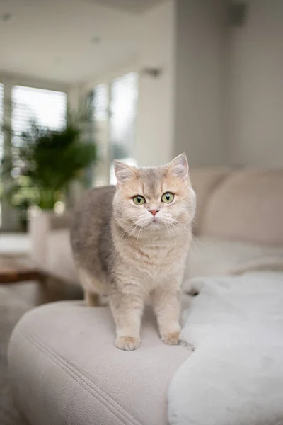 Fluffy cat standing on sofa in modern living room — Fotografia de Stock