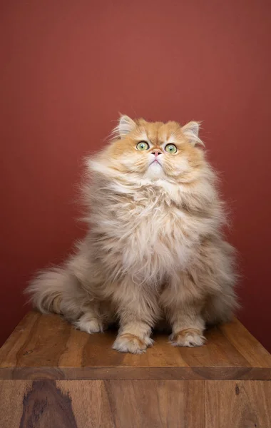 Pluizige kat kijkend naar camera verrast of geïrriteerd — Stockfoto