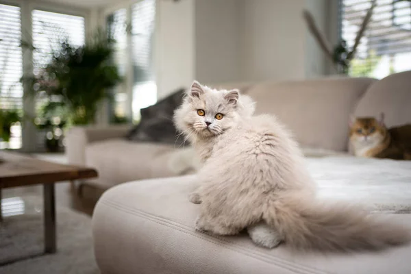 귀여운 솜털 고양이가 소파에 앉아 현대 거실에서 어깨 너머를 바라보고 있습니다 — 스톡 사진