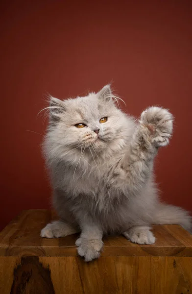 รูปภาพแมวขนยาวขนยาวที่สนุกสนาน ยกอุ้งเท้าที่มีพื้นที่สําเนา — ภาพถ่ายสต็อก