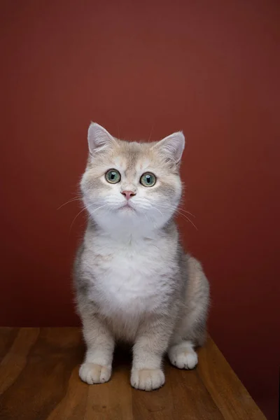 Nyfiken katt porträtt på brun bakgrund — Stockfoto