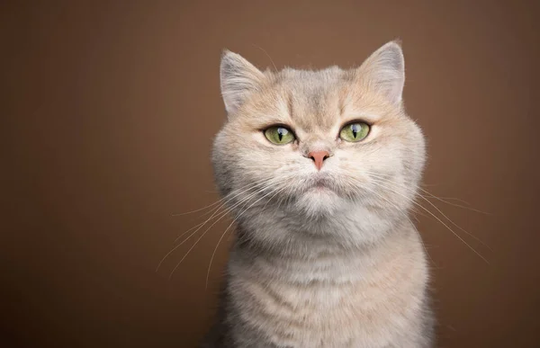 Медовий синій золотий затінений британський портрет короткошерстого кота — стокове фото