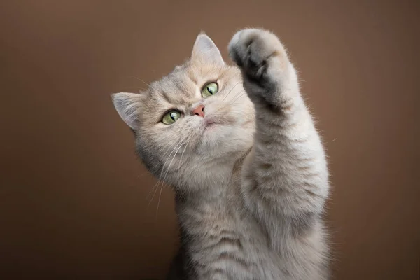 Playful green eyed fluffy british shorthair cat raising paw — Zdjęcie stockowe