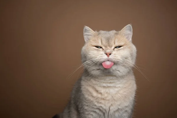 Zlobivé kočka vystrkující jazyk na hnědém pozadí s kopírovacím prostorem — Stock fotografie