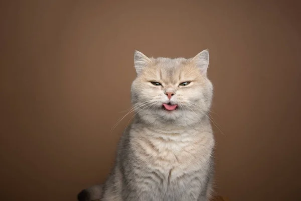 Zlobivé kočka vystrkující jazyk na hnědém pozadí s kopírovacím prostorem — Stock fotografie