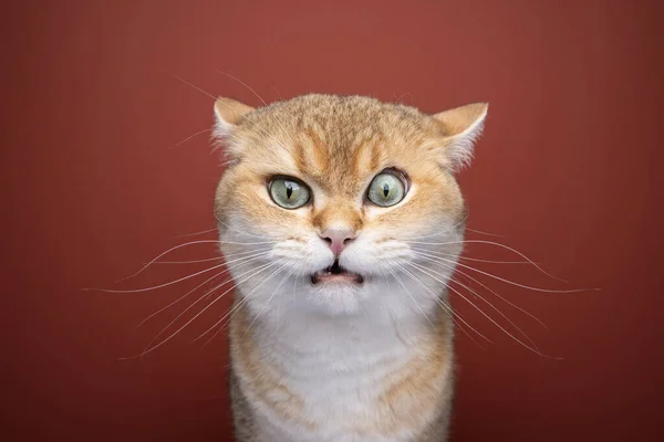 Angry british shorthair cat making funny face — Stock Fotó