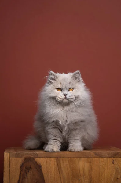 Fluffy longhair cat portrait with copy space — Fotografia de Stock