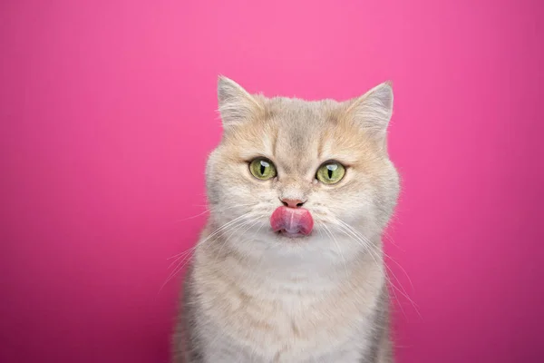 Πεινασμένη γάτα γλείφει τα χείλη σε ροζ φόντο — Φωτογραφία Αρχείου