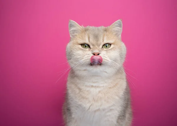 Голодный кот облизывает губы на розовом фоне — стоковое фото