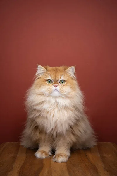 Cute fluffy golden shell british longhair cat portrait — Stock Photo, Image