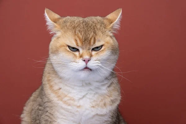 Angry cat looking displeased folding back ears — Zdjęcie stockowe