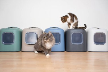 İki kedi ve bir sıra kapüşonlu çöp kutusu.