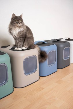 Kedi kapüşonlu çöp kutularının üstünde oturuyor. Başka tarafa bakıyor.