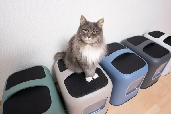 Katze sitzt auf verdeckten Einstreu-Boxen mit Kopierraum — Stockfoto