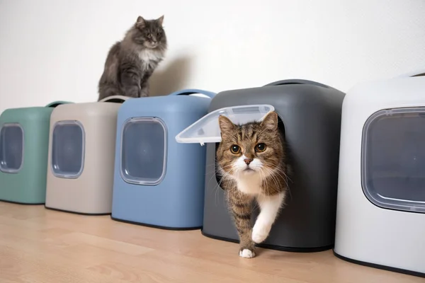 Zwei Katzen und mehrere Haubenstreu-Boxen — Stockfoto