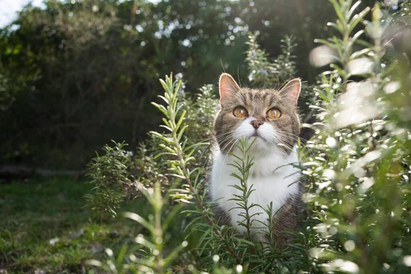 Tabby white cat outdoors in rosemary bush — Foto de Stock