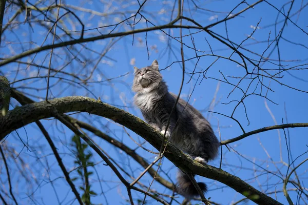 Katze klettert gegen blauen Himmel auf nackten Baum — Stockfoto