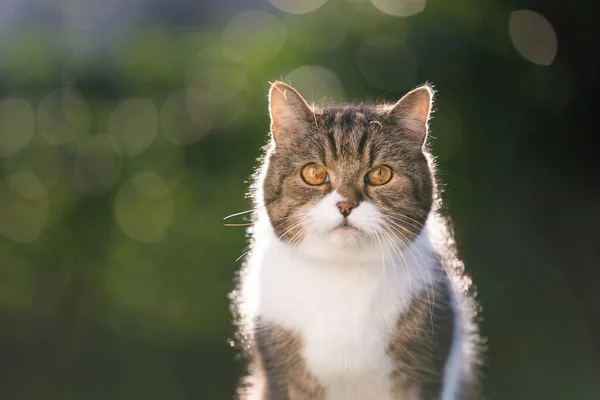 Tabby white british shorthair cat portrait outdoors in nature — Fotografia de Stock