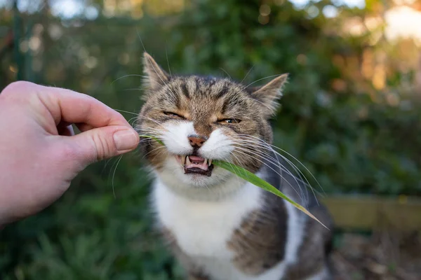 Dueño del animal doméstico alimentación gato con hoja de hierba — Foto de Stock