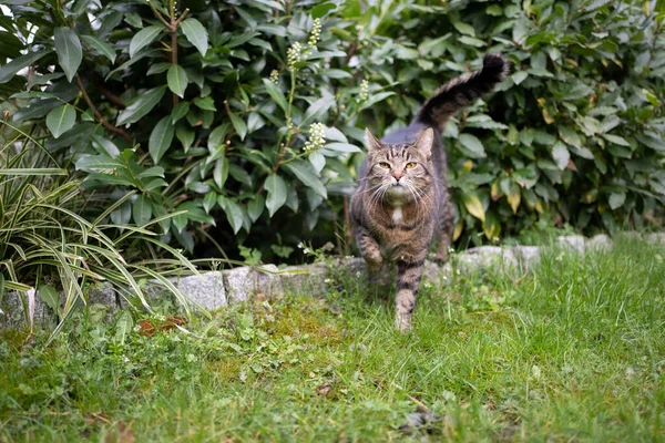 Cat on the hunt leaving bush outdoors — Stock Photo, Image