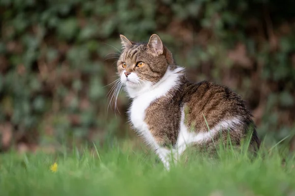 Cat sitting on grass observing the garden — Foto Stock