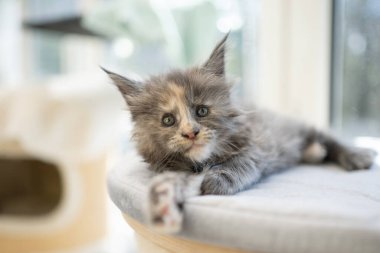 tortie maine coon kitten resting on comfortable scratching barrel pet bed