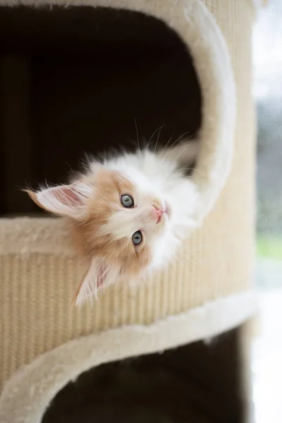 Bonito gengibre gatinho descansando dentro de riscar barril — Fotografia de Stock