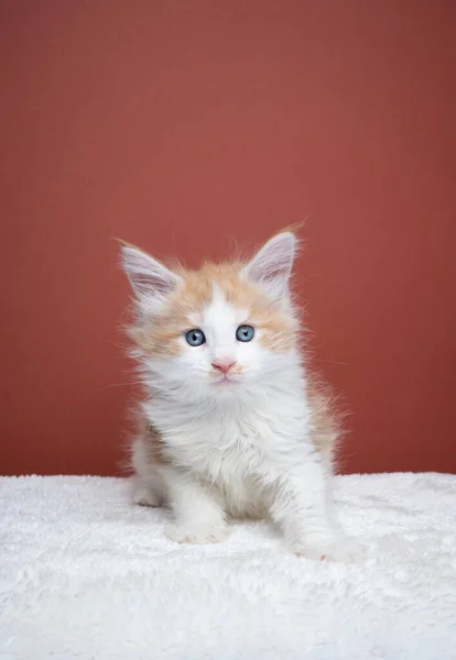 Lindo jengibre blanco maine coon gatito retrato — Foto de Stock