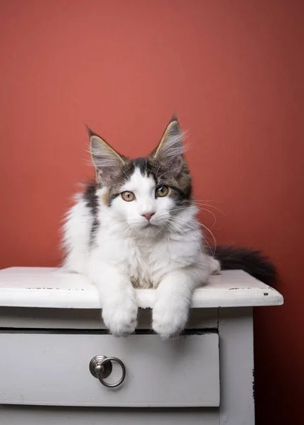 Roztomilé hlavní mývalí kotě odpočívá na zásuvce s kopírovacím prostorem — Stock fotografie