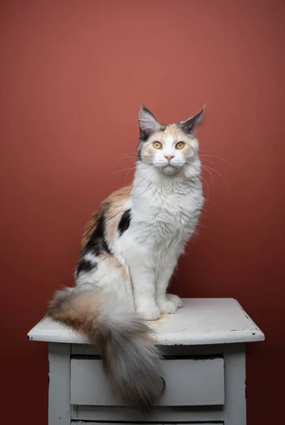 Calico maine coon cat with fluffy tail portrait — Stockfoto