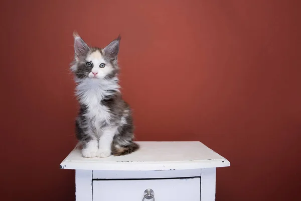 Cute calico white maine coon kitten sitting on drawer portrait — Stock Photo, Image