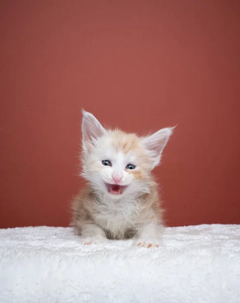 Bonito gengibre maine casulo gatinho meowing retrato — Fotografia de Stock