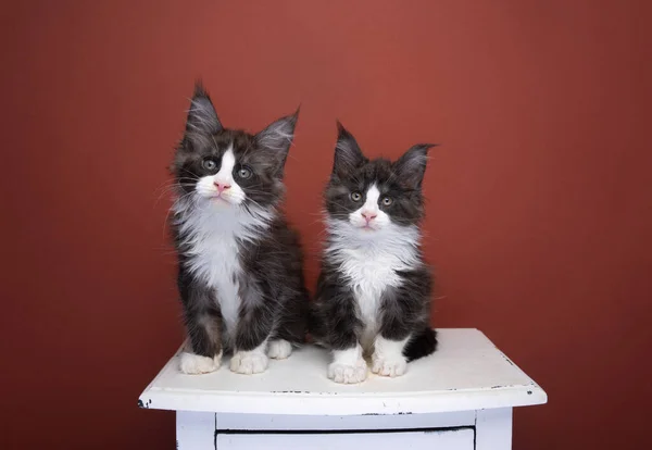 Two tuxedo maine coon kitten siblings side by side — Stock Photo, Image