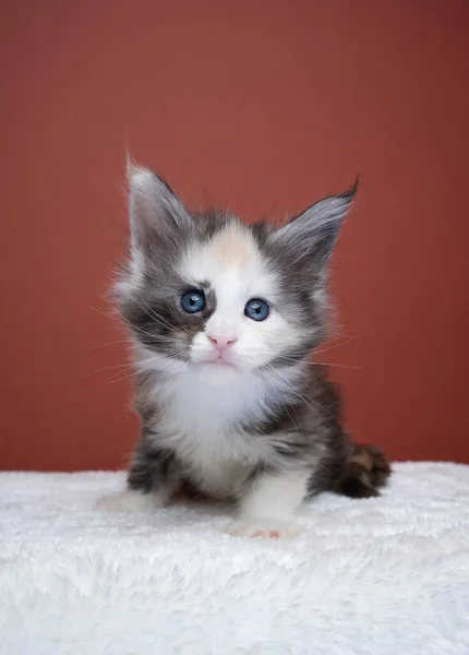 Cute blue eyed calico maine coon kitten portrait — Photo