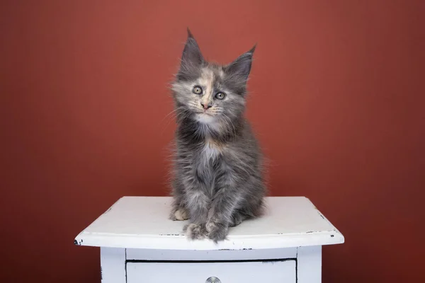 Tortie maine coon kitten portrait on red brown background — Stock Photo, Image