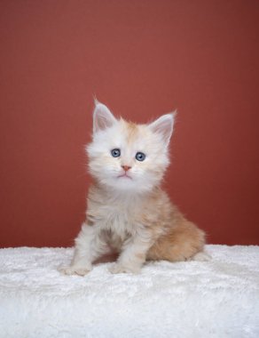 Tatlı zencefilli rakun kedi portresi