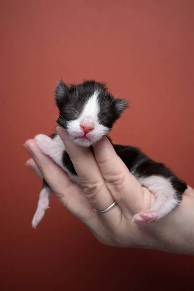 Hand holding up blind newborn tuxedo kitten — Stok fotoğraf