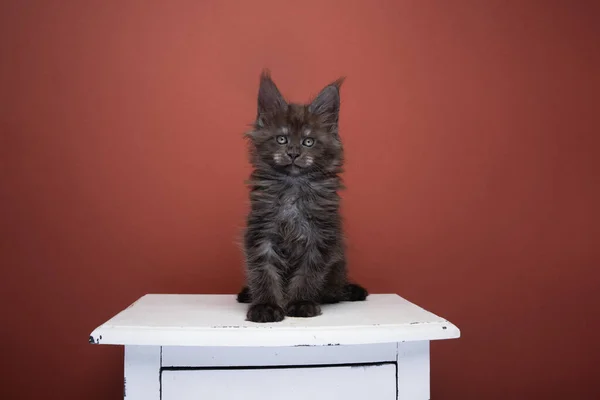 Black smoke maine coon kitten portrait on red brown background — Fotografia de Stock