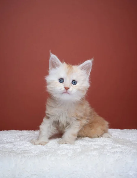 Cute ginger maine coon kitten portrait — Foto Stock