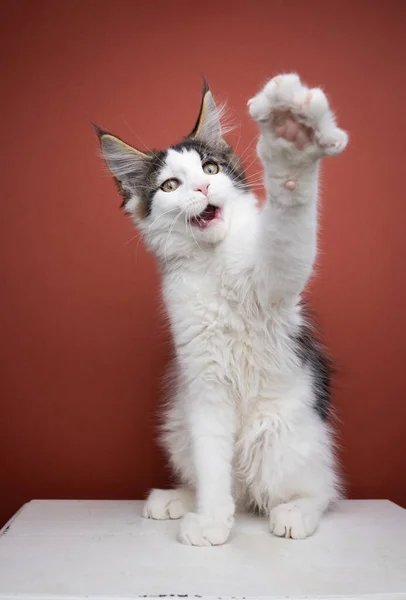 Young maine coon kitten playful raising paw — Photo