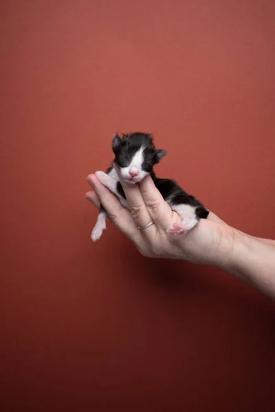 Hand holding up newborn black and white tuxedo kitten — Stok fotoğraf