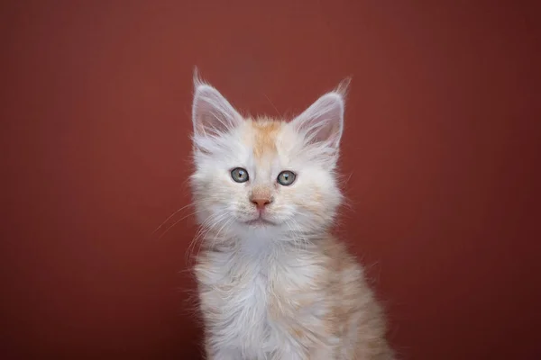 Ginger maine coon kitten portrait on red brown background — Photo