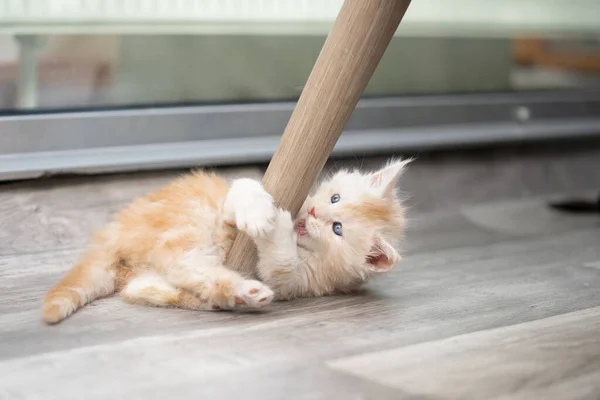 Playful ginger maine coon kitten playing with chair leg — Zdjęcie stockowe