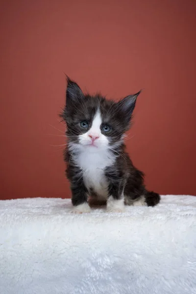 Curious tuxedo maine coon kitten portrait — Stockfoto