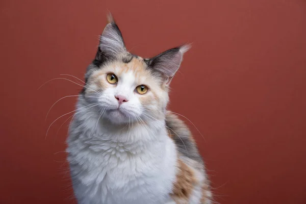 Calico blanco maine coon gato retrato con espacio de copia — Foto de Stock
