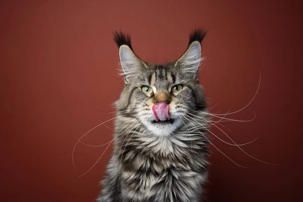 Hungry maine coon cat with long whiskers licking lips portrait — Photo