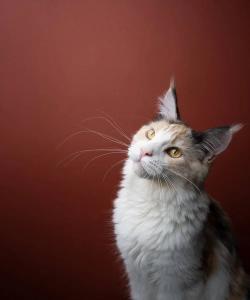 3 4 view of maine coon cat with long whiskers looking at copy space — Zdjęcie stockowe