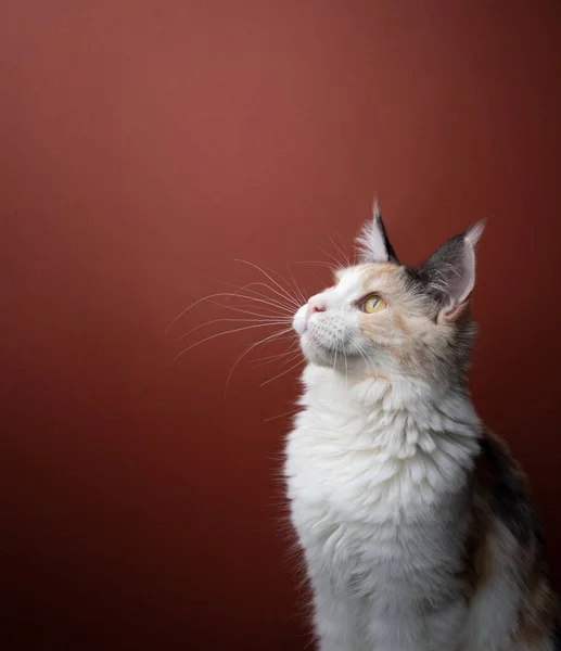 Vue latérale du chat coon maine avec de longs moustaches regardant l'espace de copie — Photo